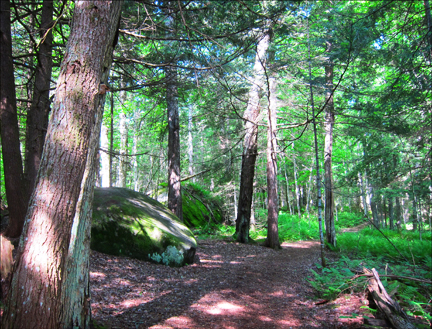 Adirondack Habitats: Mixed hardwood-conifer forest at the Paul Smiths VIC